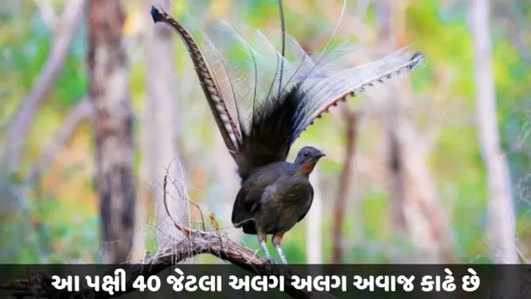 The Amazing Lyre Bird History 2023