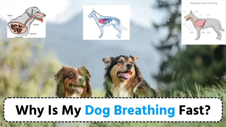 Why Is My Dog Breathing Fast