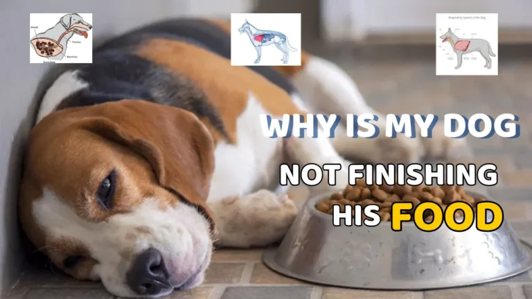 Why Is My Dog Not Finishing His Food
